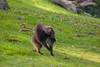 gelada baboon