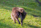 gelada baboon