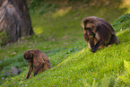 gelada baboons