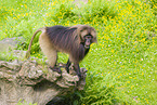 gelada baboon