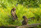 gelada baboons