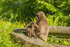gelada baboons