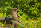 gelada baboon