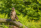 gelada baboon