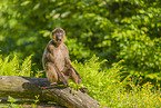 gelada baboon