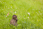 gelada baboon
