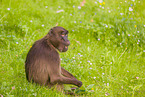gelada baboon