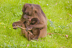gelada baboons