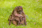 gelada baboons