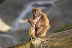 gelada baboon