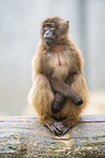 gelada baboon