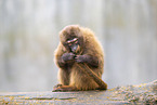 gelada baboon