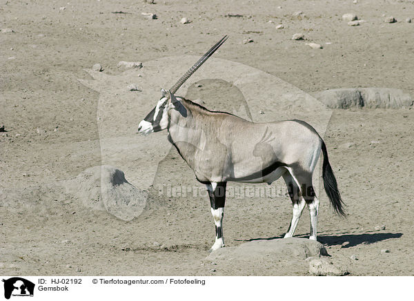 Gemsbok / HJ-02192