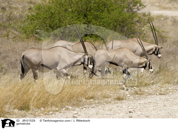 gemsboks / JR-01529