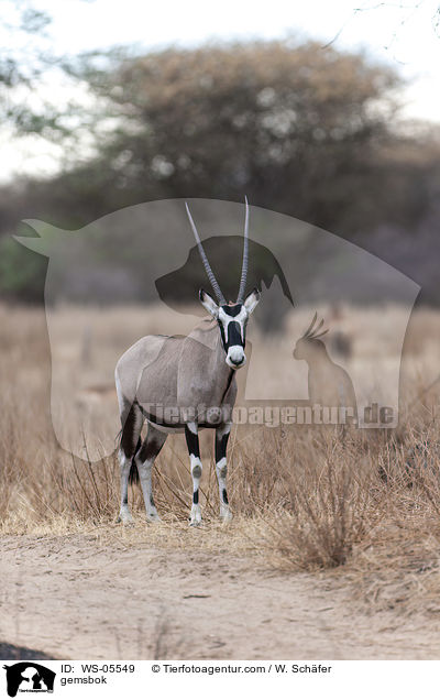 gemsbok / WS-05549