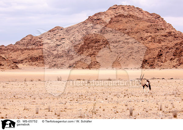 gemsbok / WS-05752