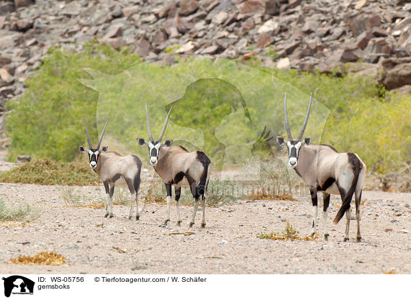 Spiebcke / gemsboks / WS-05756