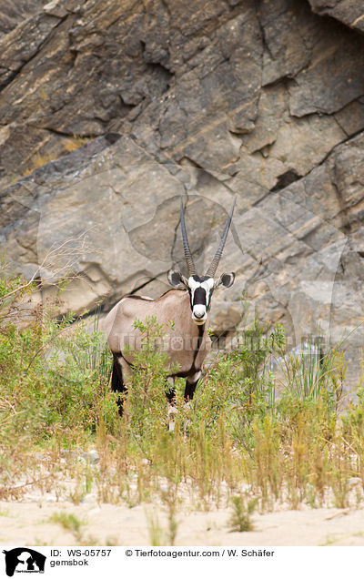 gemsbok / WS-05757