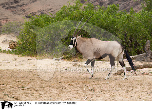 gemsbok / WS-05762