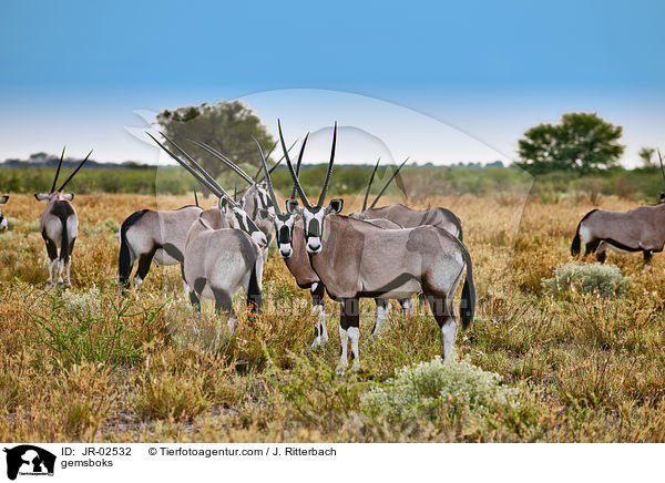 Spiebcke / gemsboks / JR-02532