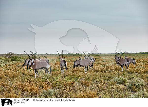 Spiebcke / gemsboks / JR-02534