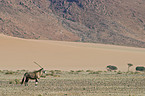 gemsbok