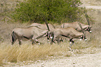 gemsboks