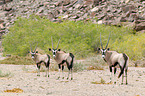 gemsboks