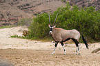 gemsbok