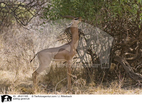 fressende Giraffengazelle / eating gerenuk / JR-01165
