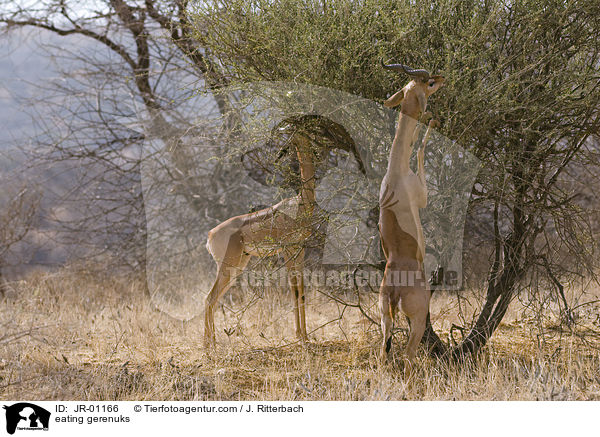 fressende Giraffengazellen / eating gerenuks / JR-01166