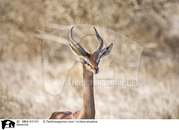 Giraffengazelle / Gerenuk / MBS-03103