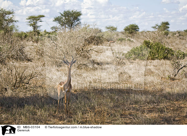 Giraffengazelle / Gerenuk / MBS-03104