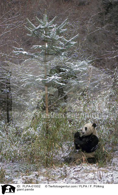 giant panda / FLPA-01002