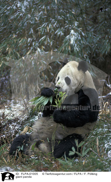 giant panda / FLPA-01005