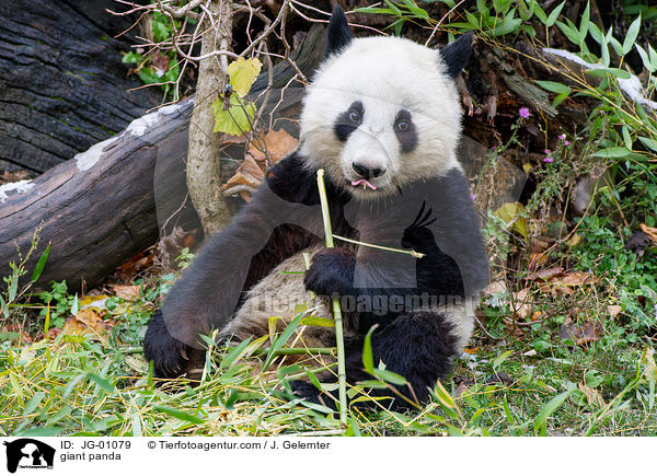 Groer Panda / giant panda / JG-01079