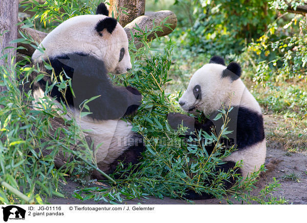 2 giant pandas / JG-01116