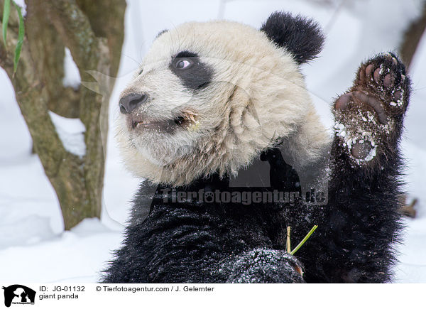 giant panda / JG-01132