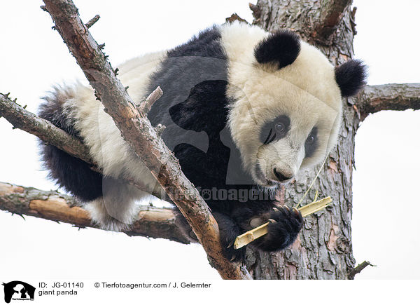 giant panda / JG-01140