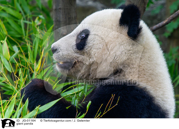 giant panda / JG-01164