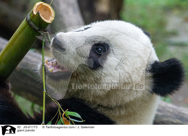 giant panda / JG-01173