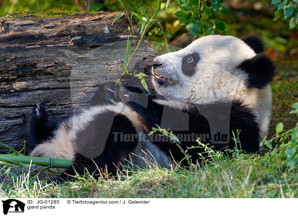 giant panda / JG-01285