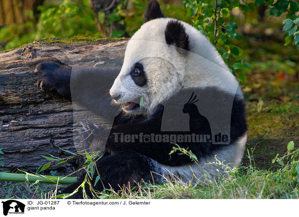 giant panda / JG-01287