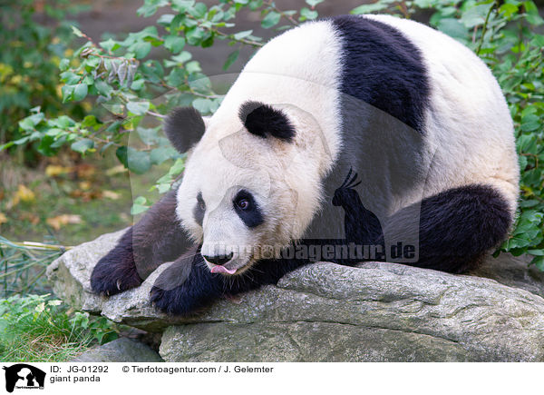 Groer Panda / giant panda / JG-01292
