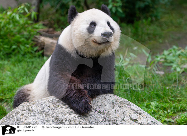 Groer Panda / giant panda / JG-01293