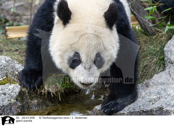Groer Panda / giant panda / JG-01306