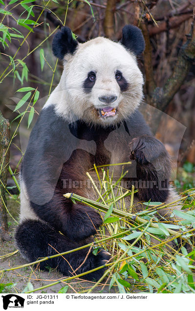 Groer Panda / giant panda / JG-01311