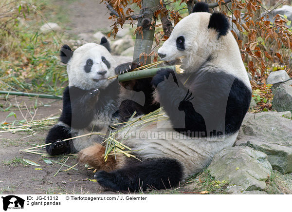 2 Groe Pandas / 2 giant pandas / JG-01312