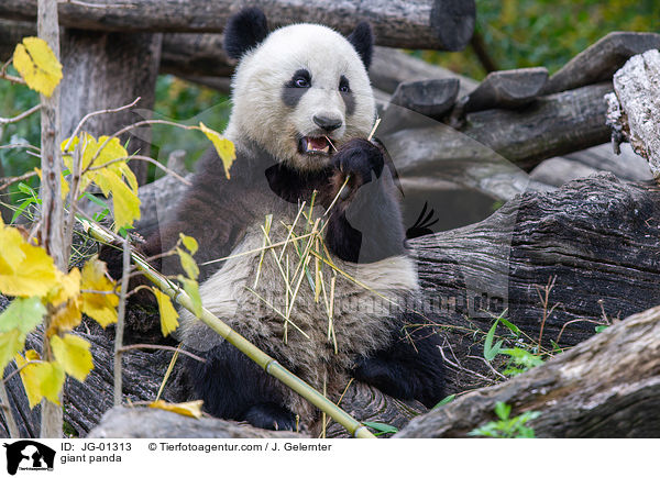 giant panda / JG-01313