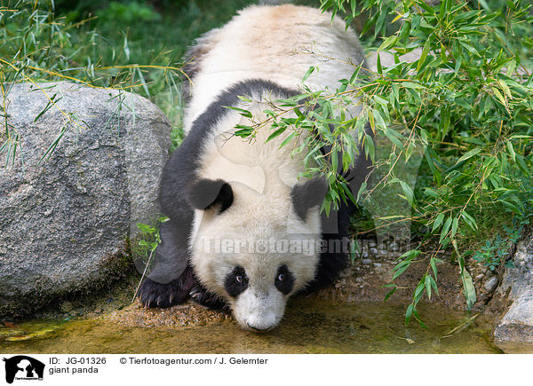 Groer Panda / giant panda / JG-01326